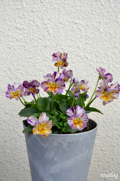 20251129 パンジー ファンジー ハルディン ブログ 秋 開花 画像 roselog