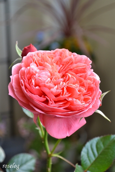 20251129 ライフ バラ ブログ ロサオリエンティス タイプ0 11月 秋 開花 画像 roselog