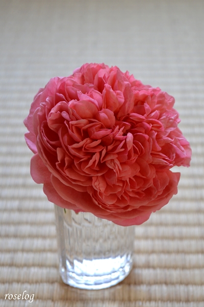 20251130 ライフ バラ ブログ ロサオリエンティス タイプ0 11月 秋 開花 切り花 畳と薔薇 画像 roselog