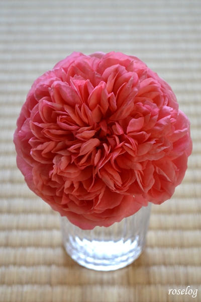 20251130 ライフ バラ ブログ ロサオリエンティス タイプ0 11月 秋 開花 切り花 畳と薔薇 画像 roselog