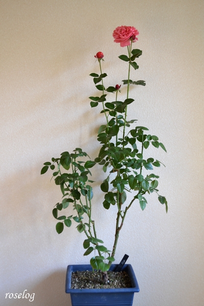 20251130 ライフ バラ ブログ ロサオリエンティス タイプ0 11月 秋 開花 鉢植え 8号角鉢 樹形 樹高95cm 画像 roselog