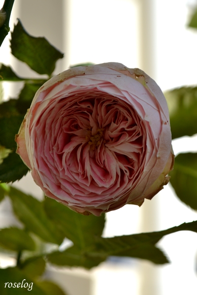 20251130 パシュミナ バラ ブログ 12月 冬 開花 花径4cm 画像 roselog