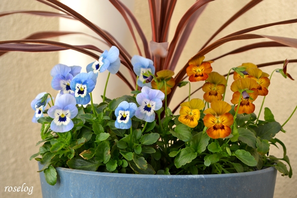 20251130 ビオラ 寄せ植え コルジリネ 鉢植え 冬 11月 開花 画像 roselog