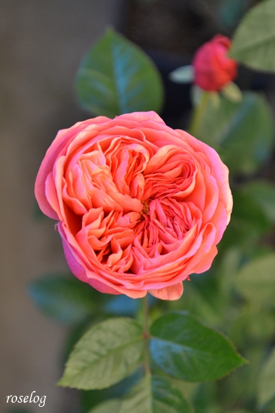 20251204 ライフ バラ ブログ ロサオリエンティス タイプ0 12月 冬 開花 画像 花径4cm roselog