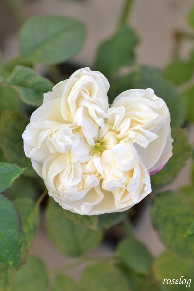 20251205 シーシェルアイズ バラ ブログ 12月 冬 開花 ハート型 グリーンアイ 白薔薇 花径4cm 12月 開花 画像 roselog