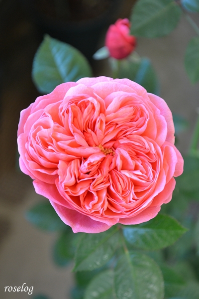 20251205 ライフ バラ ブログ ロサオリエンティス タイプ0 12月 冬 開花 画像 roselog