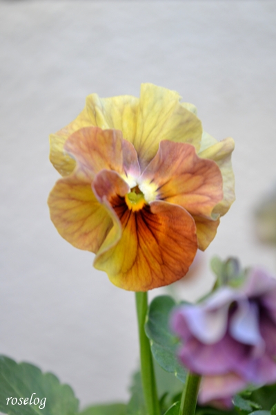 20251207 ビオラ アイクルール ブログ 冬の花 12月 開花 画像 roselog