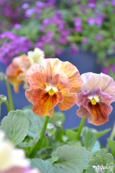 20251207 ビオラ アイクルール ブログ 冬の花 12月 開花 画像 roselog