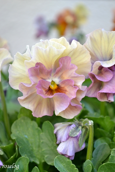 20251207 ビオラ アイクルール ブログ 冬の花 12月 開花 画像 roselog