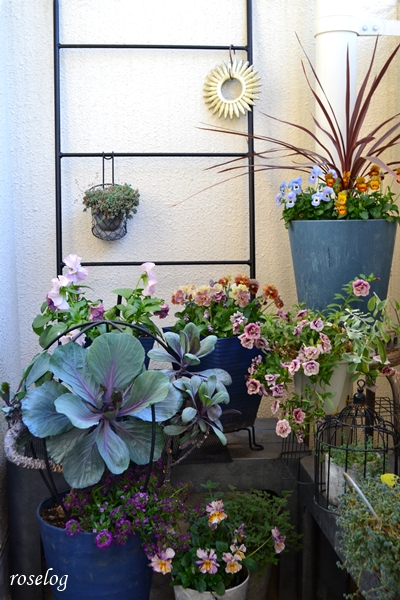 20251207 ベランダ ガーデン ブログ コルジリネ ビオラ パンジー 葉牡丹 寄せ植え 鉢植え アイクルール ファンジー カリブラコア プチホイップ ラムレーズン 12月 冬 開花 画像 roselog