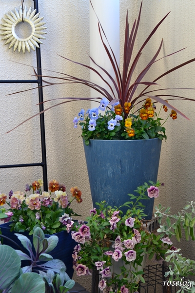 20251207 ベランダ ガーデン ブログ コルジリネ ビオラ 寄せ植え 鉢植え アイクルール カリブラコア プチホイップ ラムレーズン 12月 冬の花 開花 画像 roselog