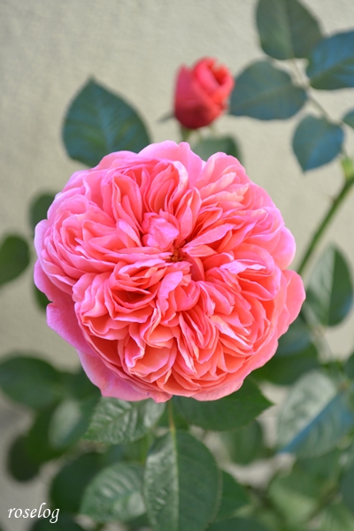 20251207 ライフ バラ ブログ ロサオリエンティス タイプ0 12月 冬 開花 画像 花径7cm強 roselog