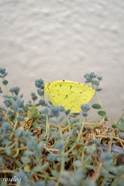 20251207 蝶 ちょうちょ 越冬 ブログ 12月 セダム 画像 roselog
