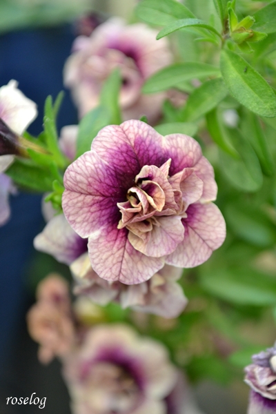 20251213 カリブラコア プチホイップ ラムレーズン 冬 12月 開花 画像 roselog