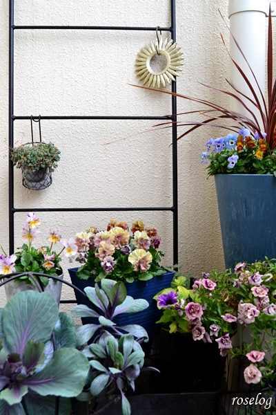 20251213 ビオラ アイクルール 葉牡丹 カリブラコア プチホイップ ラムレーズン ペチュニア 真輝 ガーデニング ブログ ベランダ 12月 冬 開花 画像 roselog