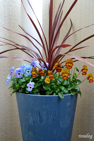20251214 コルジリネ 寄せ植え かっこいい ビオラ ガーデニング ブログ 12月 冬 画像 7号鉢 鉢植え roselog