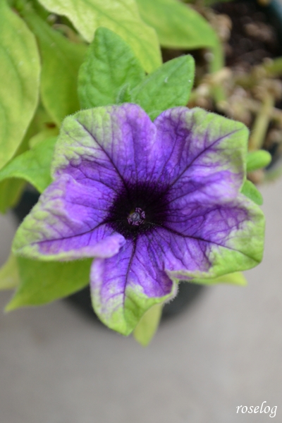 20251214 ペチュニア 真輝 ゲブラナガトヨ 冬 12月 開花 画像 roselog