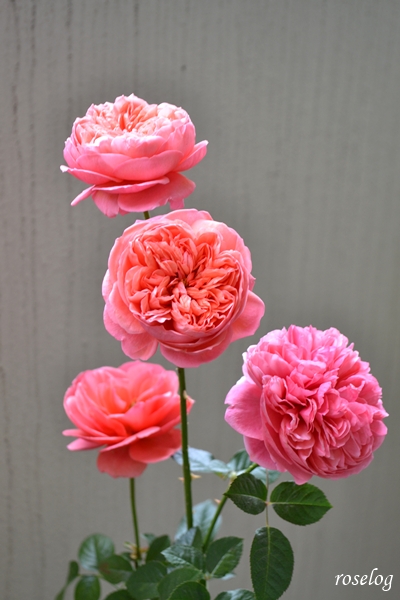 20251214 ライフ バラ ブログ ロサオリエンティス タイプ0 12月 冬 開花 画像 roselog