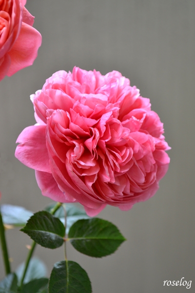 20251214 ライフ バラ ブログ ロサオリエンティス タイプ0 12月 冬 開花 画像 roselog