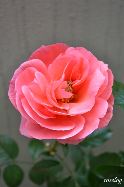 20251214 ライフ バラ ブログ ロサオリエンティス タイプ0 12月 冬 開花 画像 花弁少なめ roselog