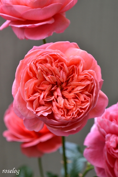 20251214 ライフ バラ ブログ ロサオリエンティス タイプ0 12月 冬 開花 画像 花径7cm roselog