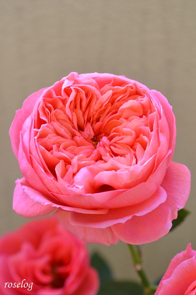 20251214 ライフ バラ ブログ ロサオリエンティス タイプ0 12月 冬 開花 画像 花径7cm roselog