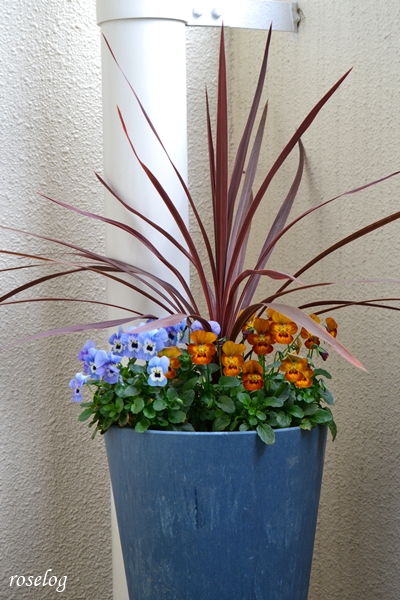 20251220 コルジリネ ビオラ 寄せ植え 鉢植え 7号鉢 ブログ 12月 冬 開花 画像 roselog