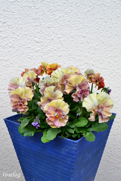 20251220 ビオラ アイクルール 鉢植え 寄せ植え 5号鉢 12月 冬 開花 画像 roselog