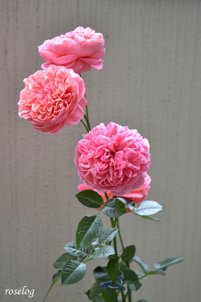 20251220 ライフ バラ ブログ ロサオリエンティス タイプ0 冬 薔薇 12月 開花 画像 roselog
