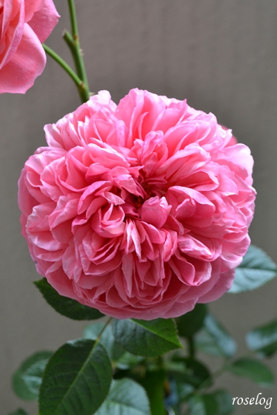 20251220 ライフ バラ ブログ ロサオリエンティス タイプ0 冬 薔薇 12月 開花 画像 開花始まったのは20251205 花持ち2週間 roselog