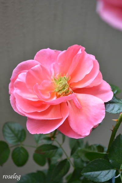 20251220 ライフ バラ ブログ ロサオリエンティス タイプ0 花弁少なめ ブルヘッド グリーンアイ 冬 薔薇 12月 開花 画像 roselog