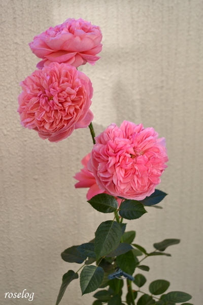 20251226 ライフ バラ ブログ ロサオリエンティス タイプ0 冬薔薇 12月 開花 画像 roselog