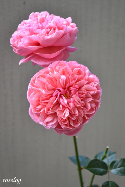 20251227 ライフ バラ ブログ ロサオリエンティス タイプ0 冬薔薇 12月 開花 画像 roselog