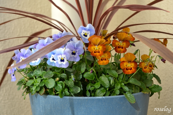 20251228 コルジリネ ビオラ 寄せ植え 鉢植え 12月 冬 開花 画像 roselog