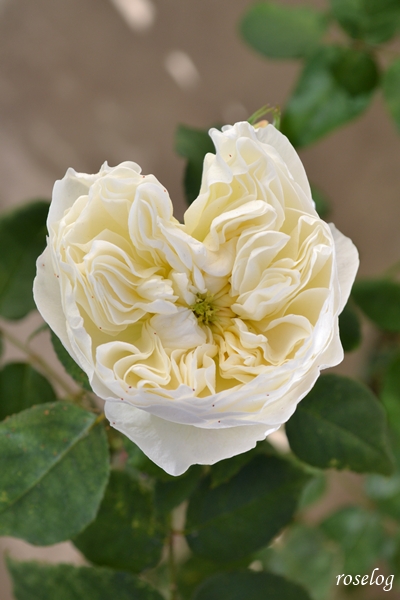 20251228 シーシェルアイズ バラ ブログ コマツガーデン 冬 12月 開花 画像 roselog