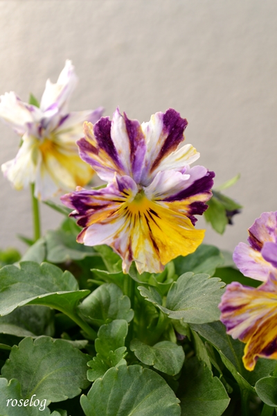 20251228 パンジー ファンジー 冬 12月 開花 画像 roselog