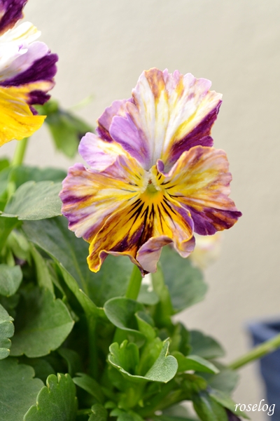 20251228 パンジー ファンジー 冬 12月 開花 画像 roselog