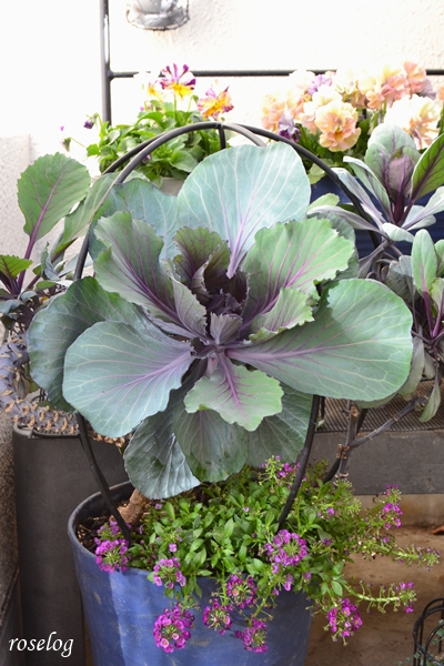 20251228 葉牡丹 アリッサム 寄せ植え 葉ボタン 鉢植え 7号鉢 12月 冬 開花 画像 roselog