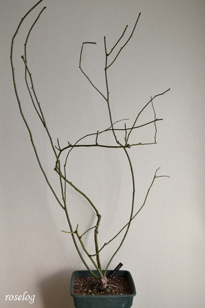 20251229 エドゥアールマネ バラ ブログ 鉢植え 冬剪定前 枝の長さ120cm強 12月 画像 roselog