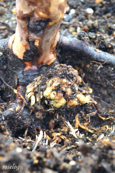 20260103 バラ 癌腫病 ガン腫病 画像 メイドインヘブン