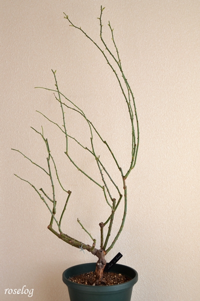 20260103 メイドインヘブン ロサオリエンティス タイプ0 冬剪定 前 樹高95cm 鉢植え 7号鉢 ブログ roselog
