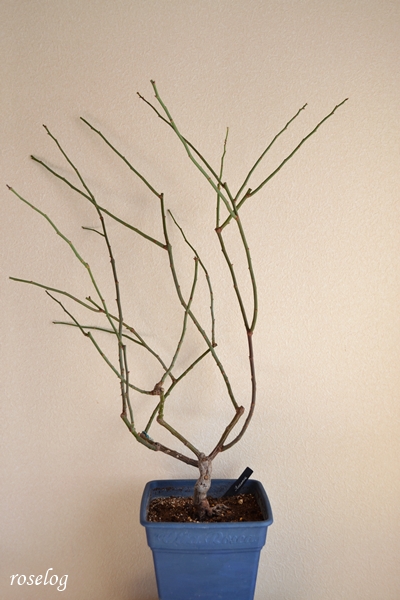 20260103 ロクサーヌ バラ ブログ 鉢植え 冬剪定 前 樹高90cm 樹形 時期 1月 画像 roselog