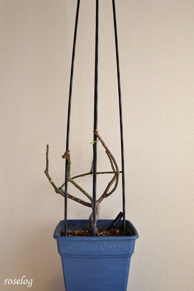 20260103 ロクサーヌ バラ ブログ 鉢植え 冬剪定 後 樹高30cm強 樹形 時期 1月 トピアリースティック 仕立て 画像 roselog