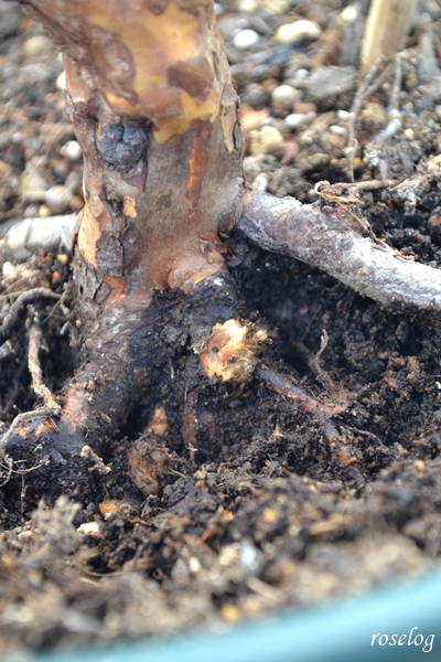 20260106 バラ 癌腫病 ガン腫病 除去後 画像 メイドインヘブン