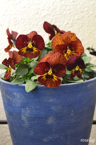 20260112 ビオラ タイガーアイ 赤寄り 鉢植え 4号鉢 ブログ 1月 冬 開花 画像 roselog
