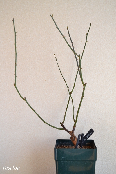 20260112 ポルトブルー バラ ブログ ロサオリエンティス タイプ0 冬剪定 前 樹高50cm 6号角鉢 樹形 冬 1月 画像 roselog