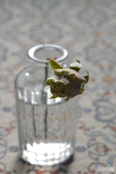 20260112 ポルトブルー バラ ブログ 切り花 1月 冬 蕾 画像 roselog