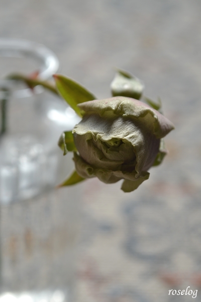 20260112 ポルトブルー バラ ブログ 切り花 1月 冬 蕾 画像 roselog
