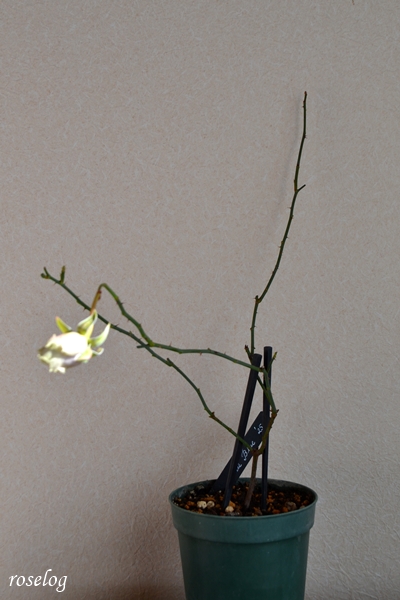 20260112 ポルトブルー バラ 挿し木 冬剪定 前 樹高40cm 4号鉢 樹形 冬 1月 画像 roselog