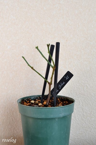 20260112 ポルトブルー バラ 挿し木 冬剪定 後 樹高13cm 4号鉢 樹形 冬 1月 画像 roselog